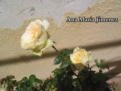 Tchaikovsky_rosas_2007_04_23.jpg