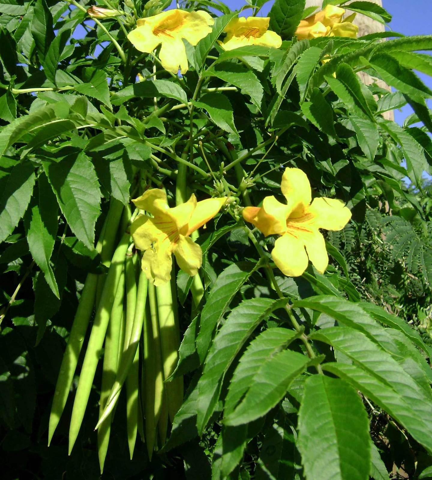 Tecoma_stans%2C_flowers%2Bpods.jpg