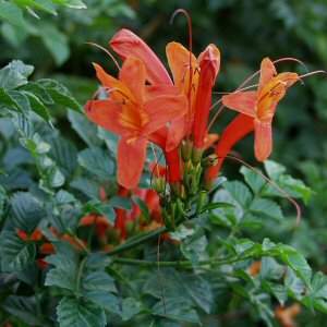 Tecomaria_capensis1.JPG