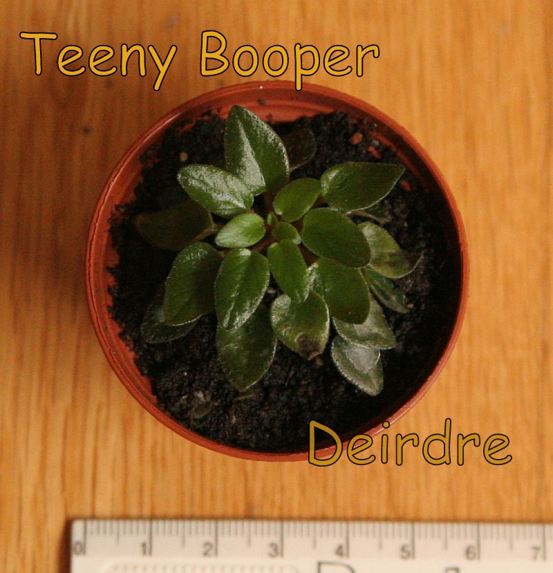 TeenyBooper01.jpg