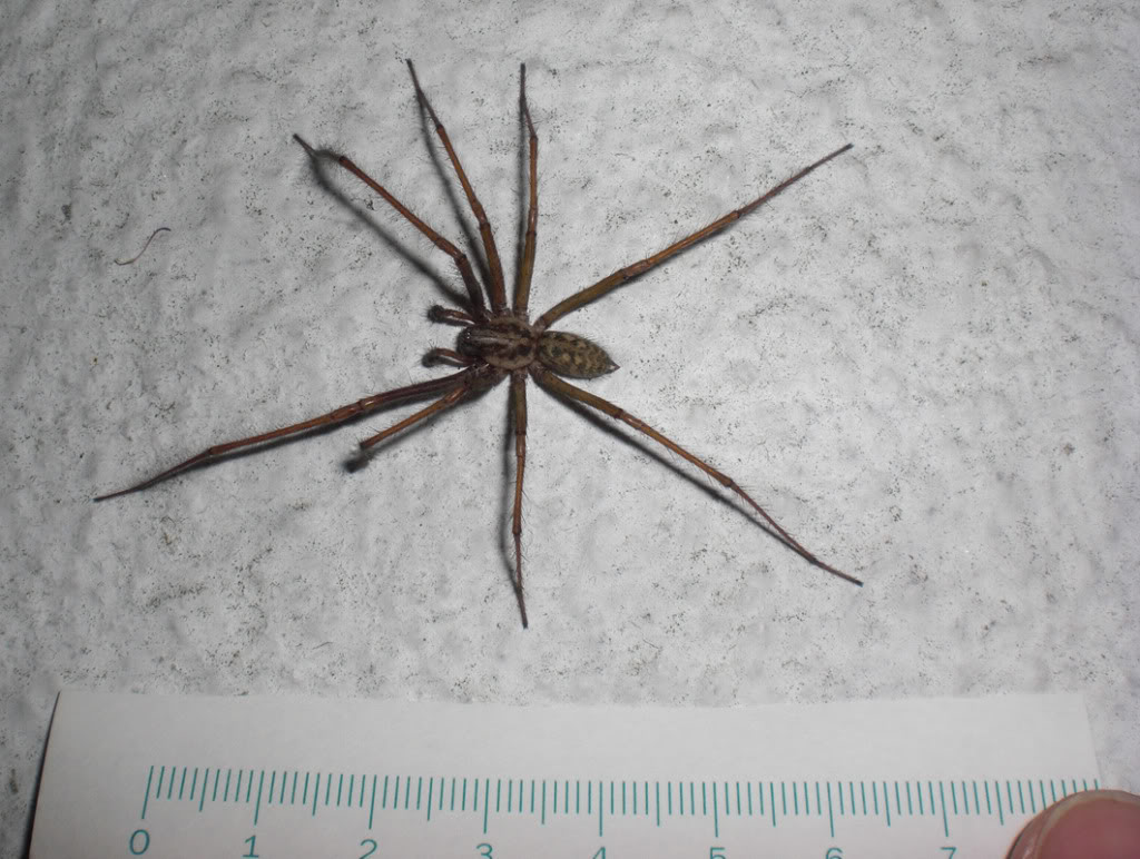 tegenaria.jpg