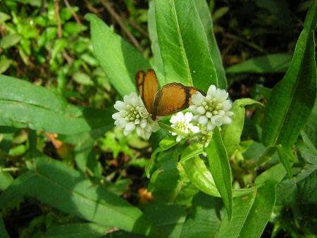 Tegosa%20claudina%20en%20Polygonum%20stelligerum.JPG