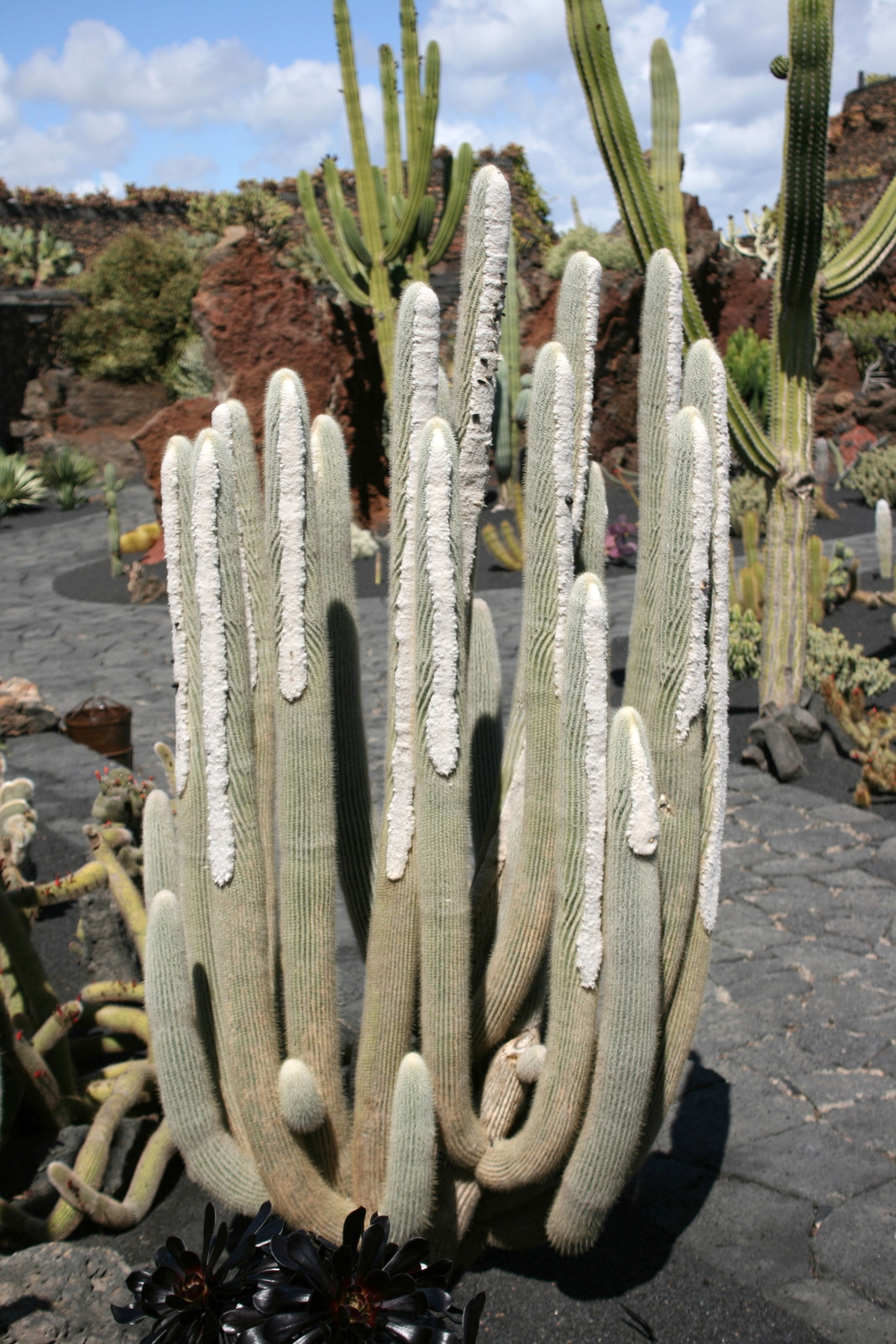 Teguise_Guatiza_-_Jardin_-_Micranthocereus_albicephalus_07_ies.jpg