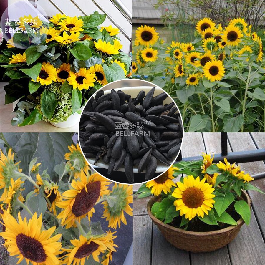 temed-Bonsai-flores-semillas-Girasoles-muchos-encabezados-15-semillas-38-cm-de-altura-ornamental.jpg