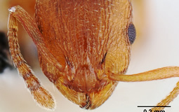 temnothorax-rugatulus-casent.jpg