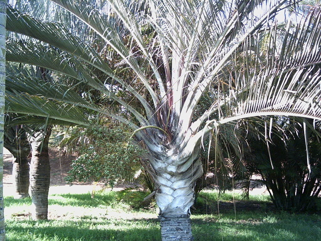 Tenerife2007259-0110079.jpg