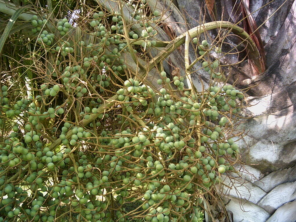Tenerife2007259-0110080.jpg