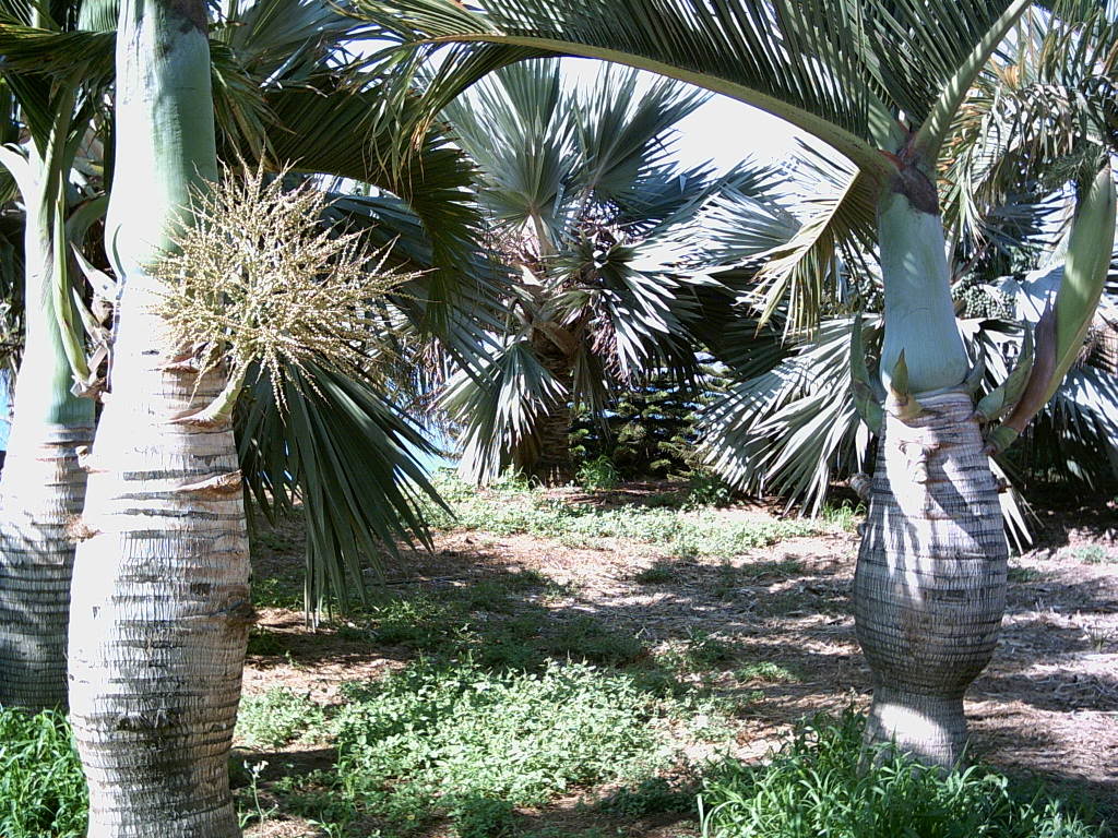 Tenerife2007259-0110081.jpg