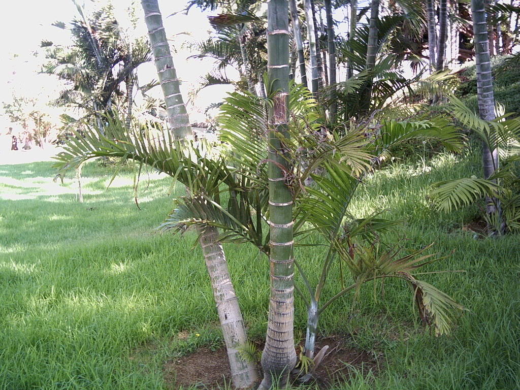 Tenerife2007259-0110088.jpg