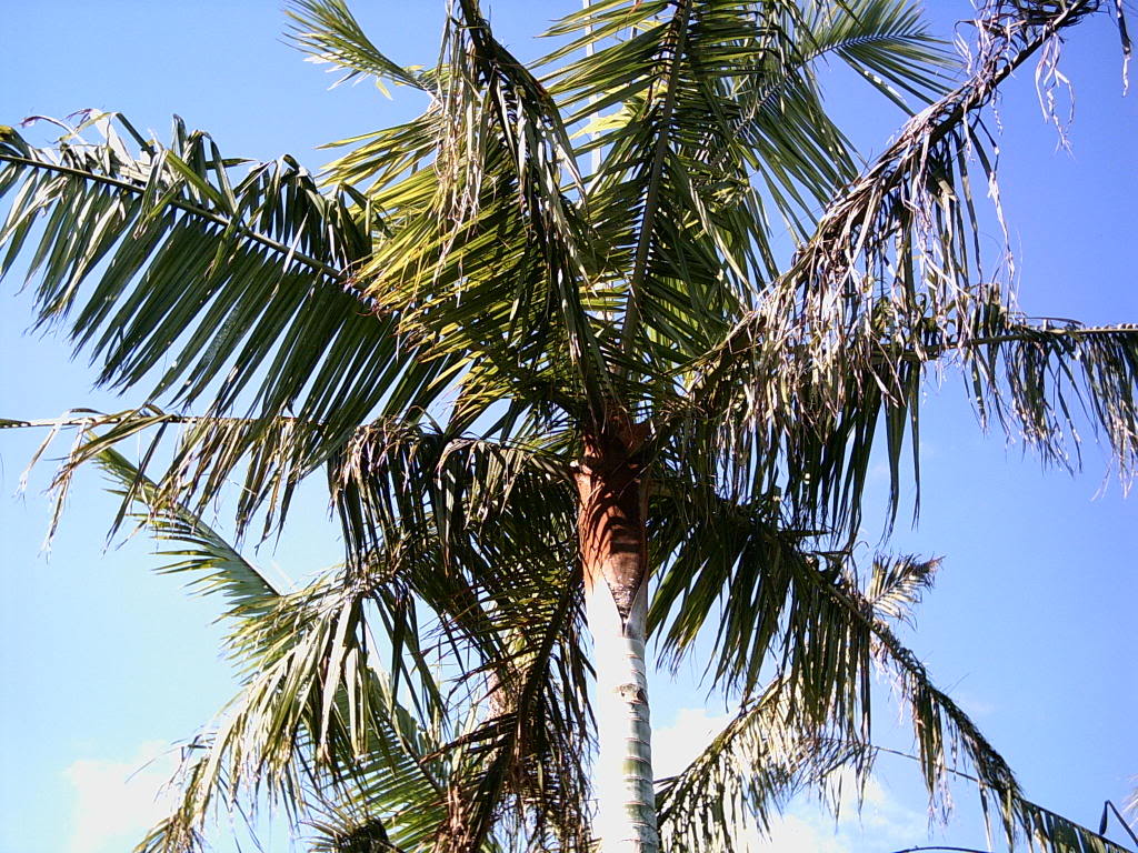 Tenerife2007259-0110089.jpg