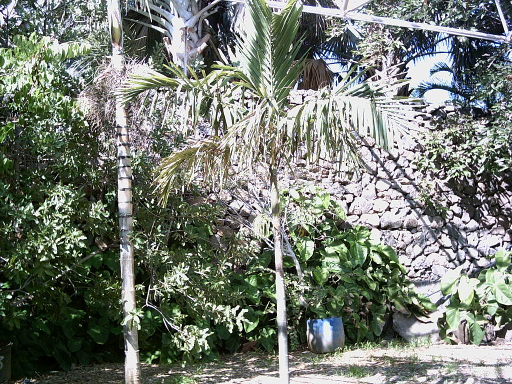 Tenerife2007259-0110090.jpg