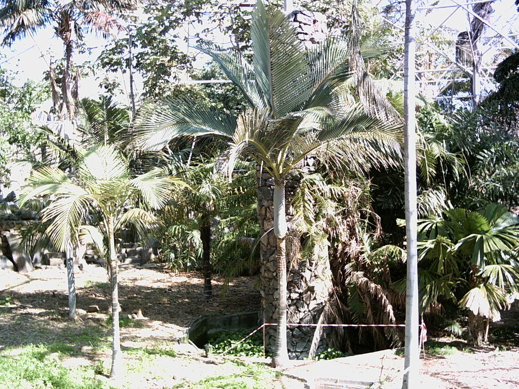 Tenerife2007259-0110091.jpg