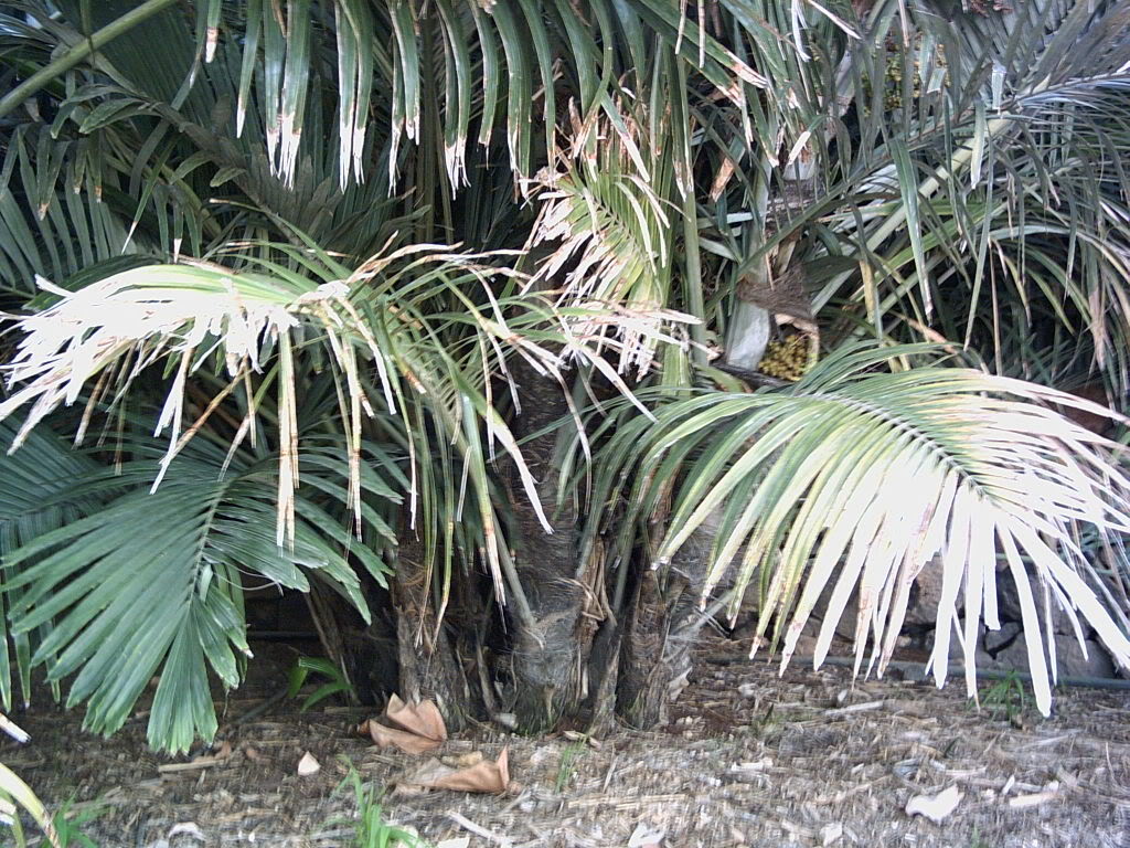Tenerife2007259-0110093.jpg