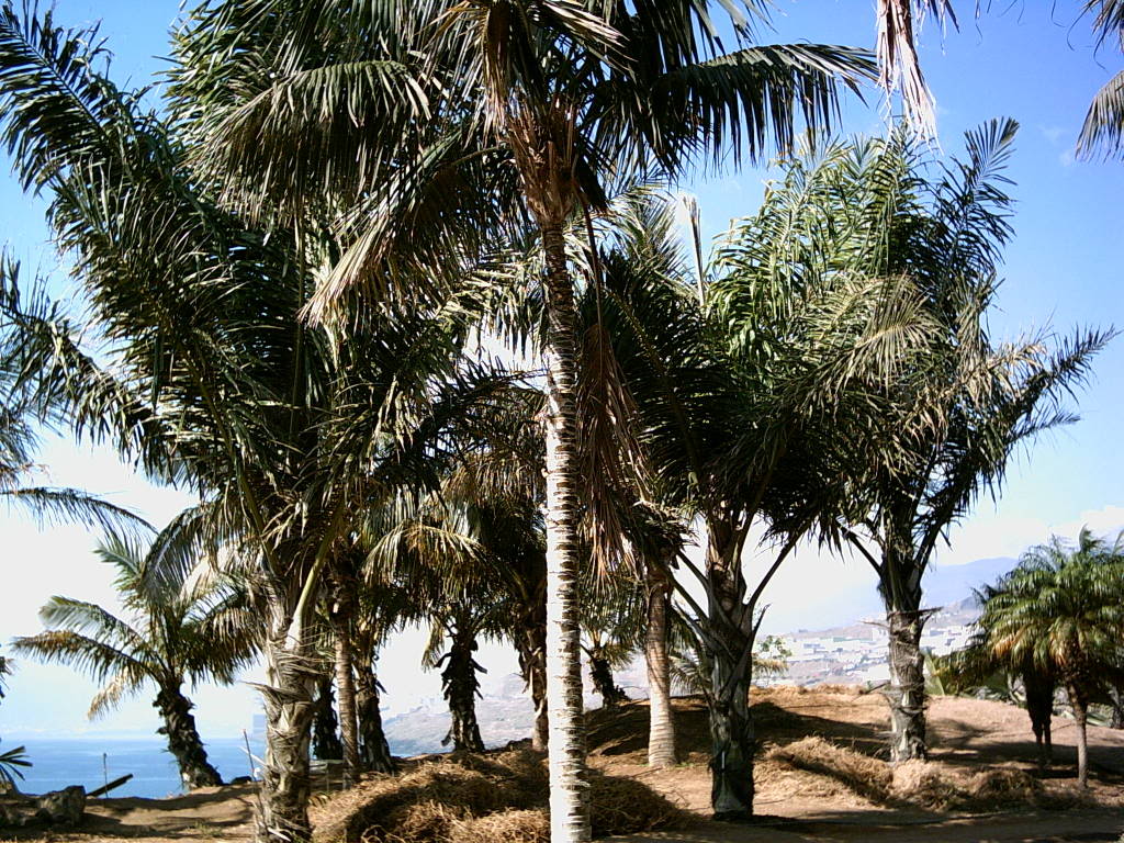 Tenerife2007259-0110096.jpg