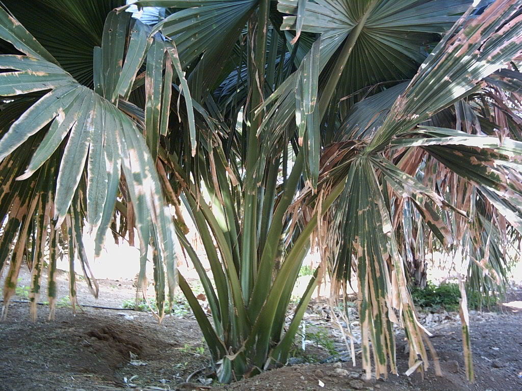 Tenerife2007259-0110097.jpg