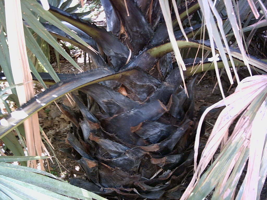Tenerife2007259-0110099.jpg