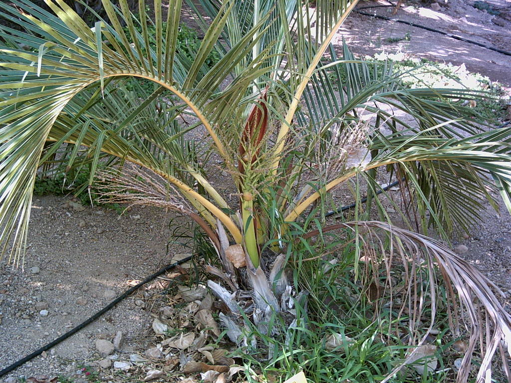 Tenerife2007259-0110100.jpg