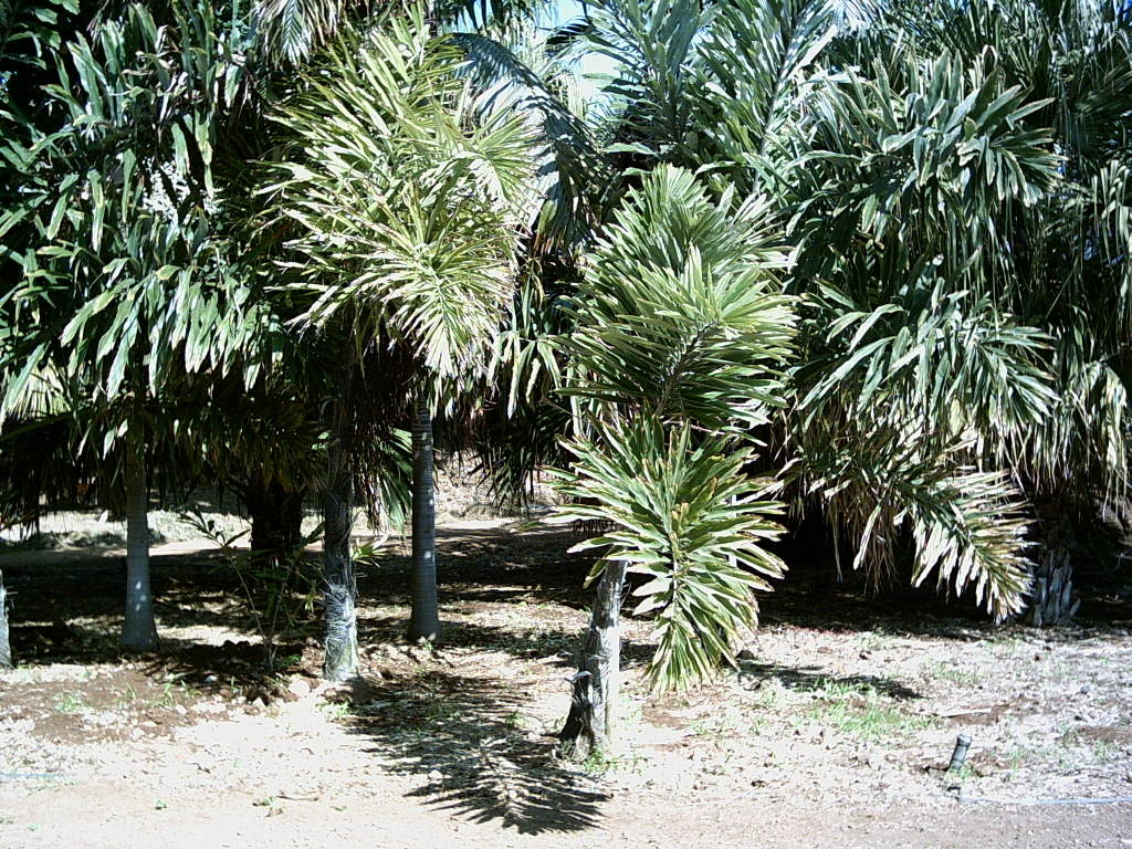 Tenerife2007259-0110101.jpg
