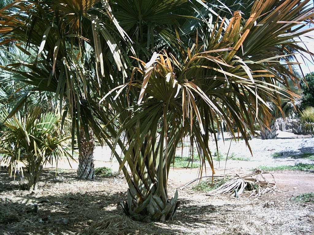 Tenerife2007259-0110115.jpg