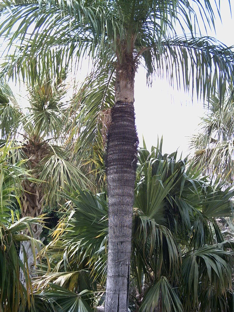 Tenerife2007259-0110119.jpg