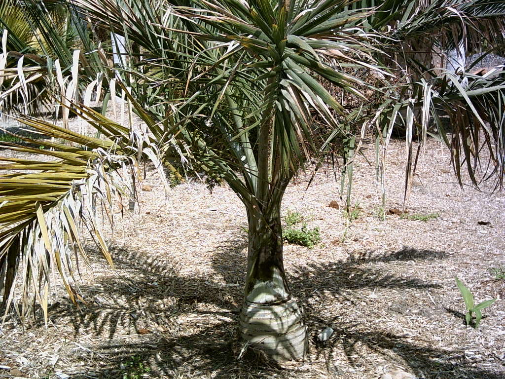 Tenerife2007259-0110121.jpg