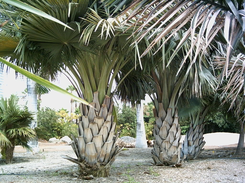 Tenerife2007259-0110123.jpg