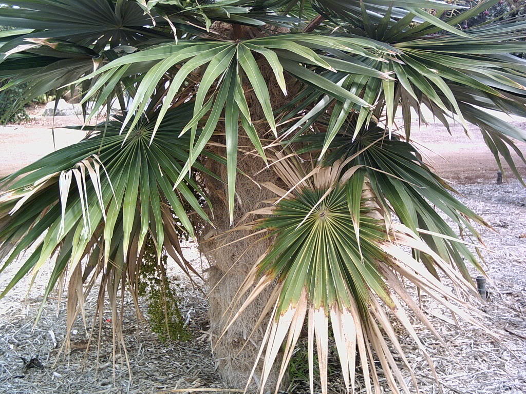 Tenerife2007259-0110127.jpg