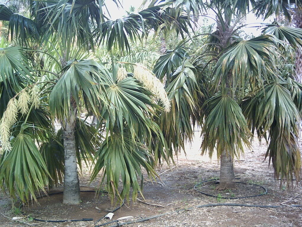 Tenerife2007259-0110130.jpg