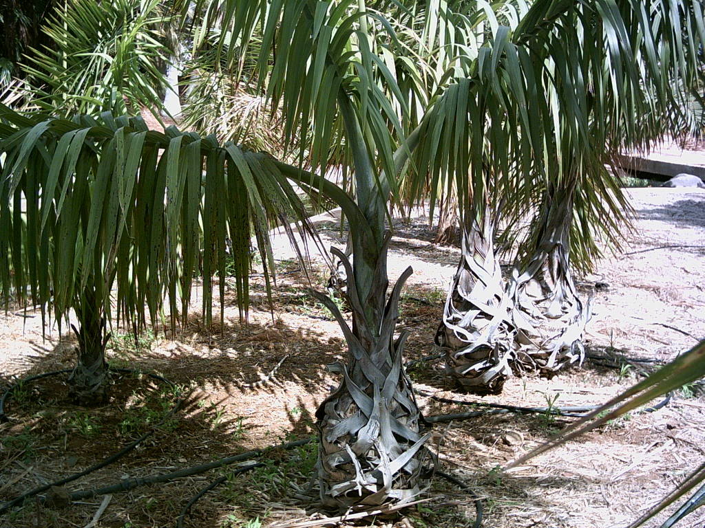 Tenerife2007259-0110132.jpg