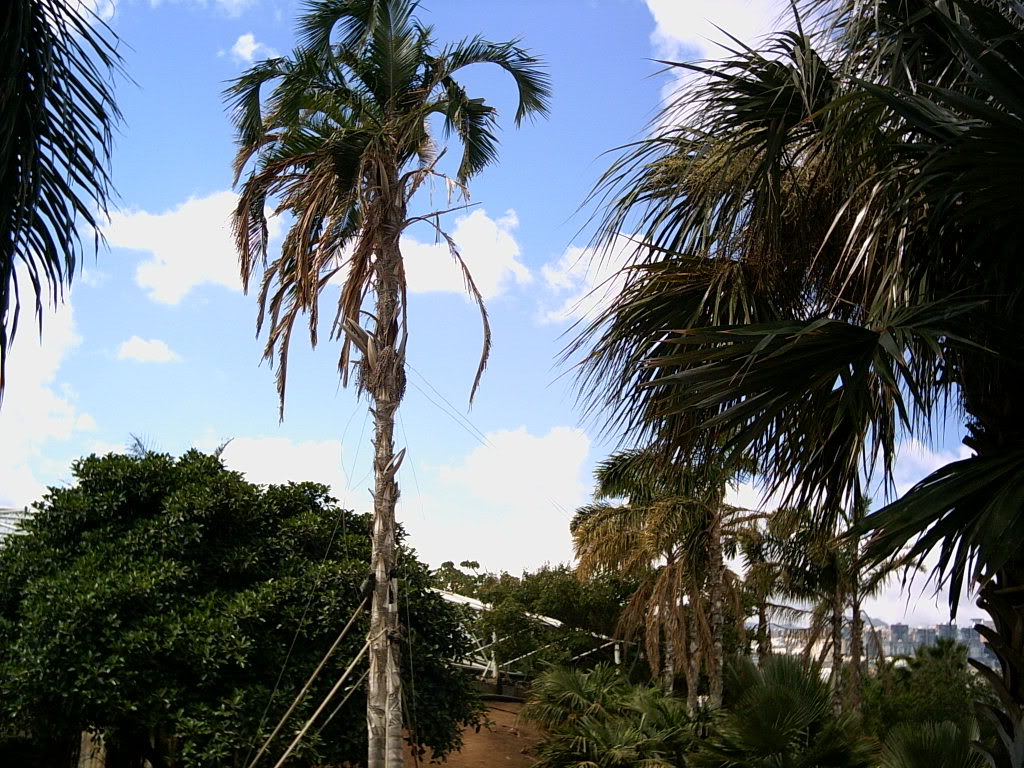 Tenerife2007259-0110135.jpg