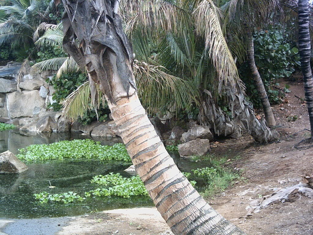 Tenerife2007259-0110140.jpg