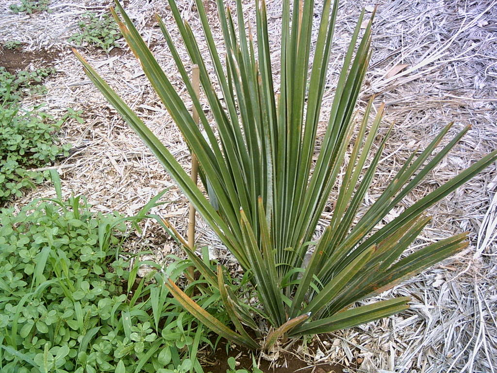 Tenerife2007259-0110141.jpg