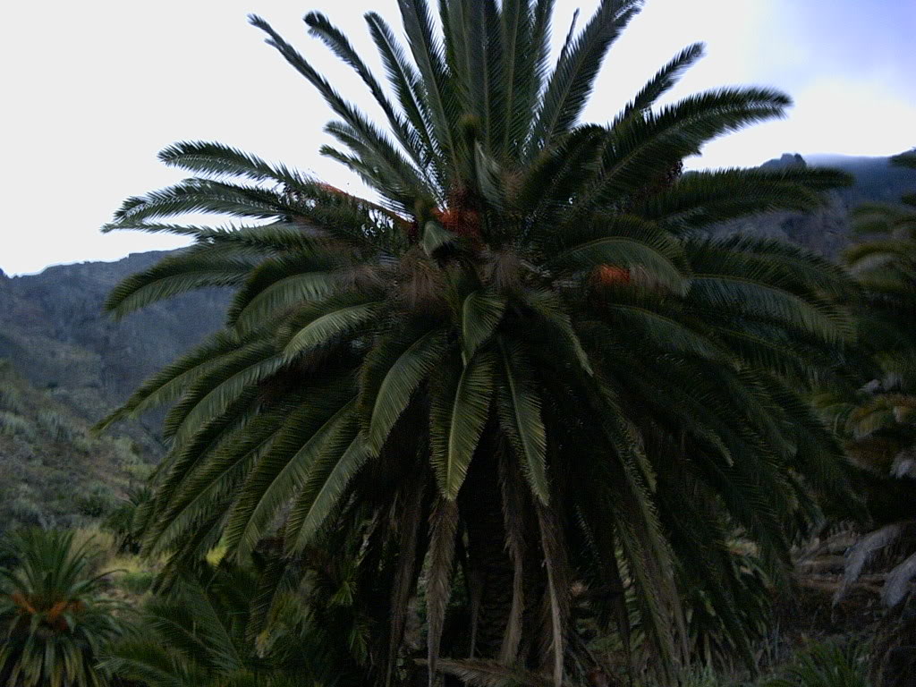 Tenerife2007259-0110286.jpg