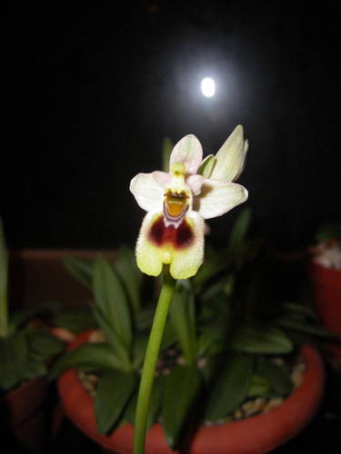tenthredinifera_villosa1.jpg