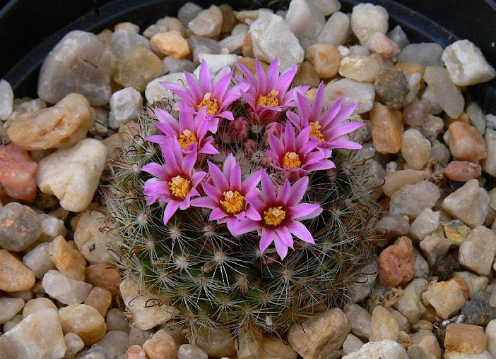 tepexicensis.jpg