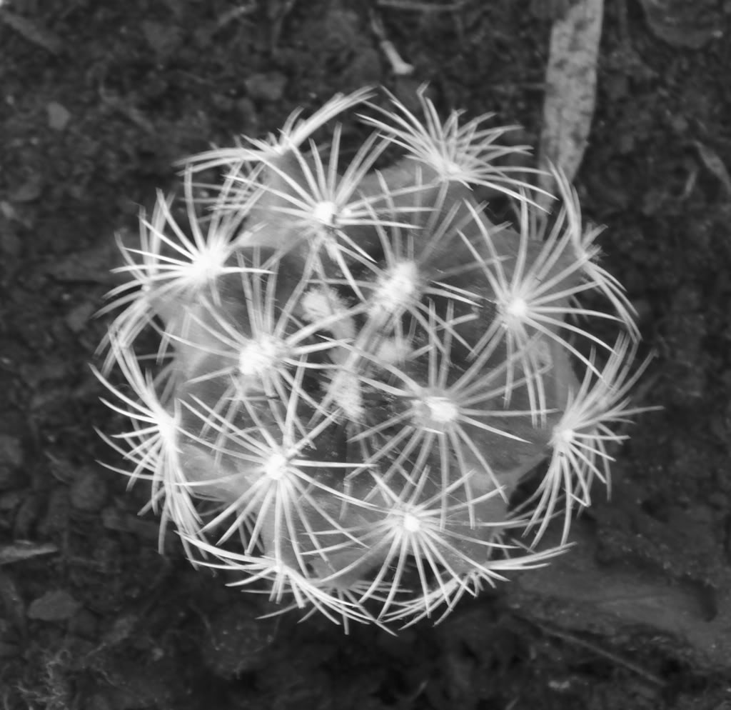 tephocactusbicolorblancoynegro.jpg