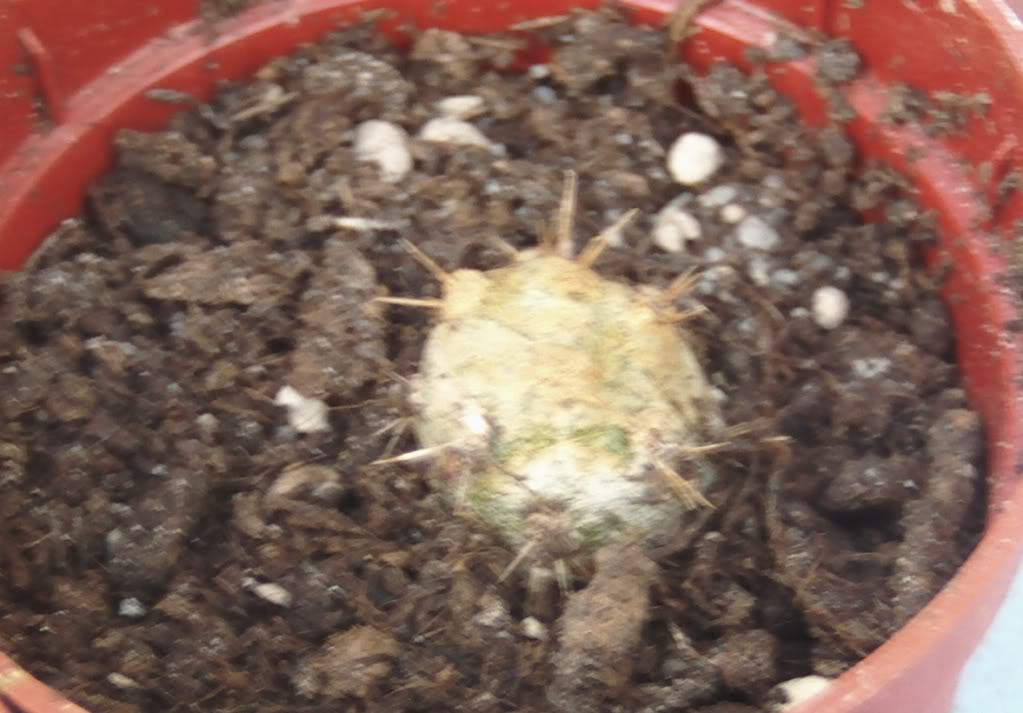 tephro22.jpg