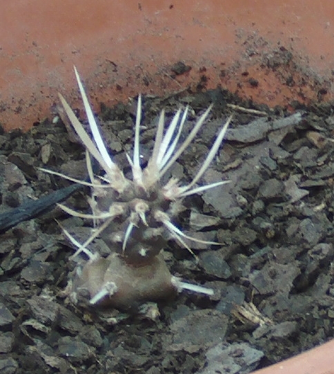 Tephro24-1.jpg