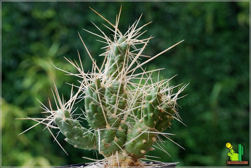 Tephrocactus%20bolivianus%20var%20gigas%202008%2008%2019%20122.JPG