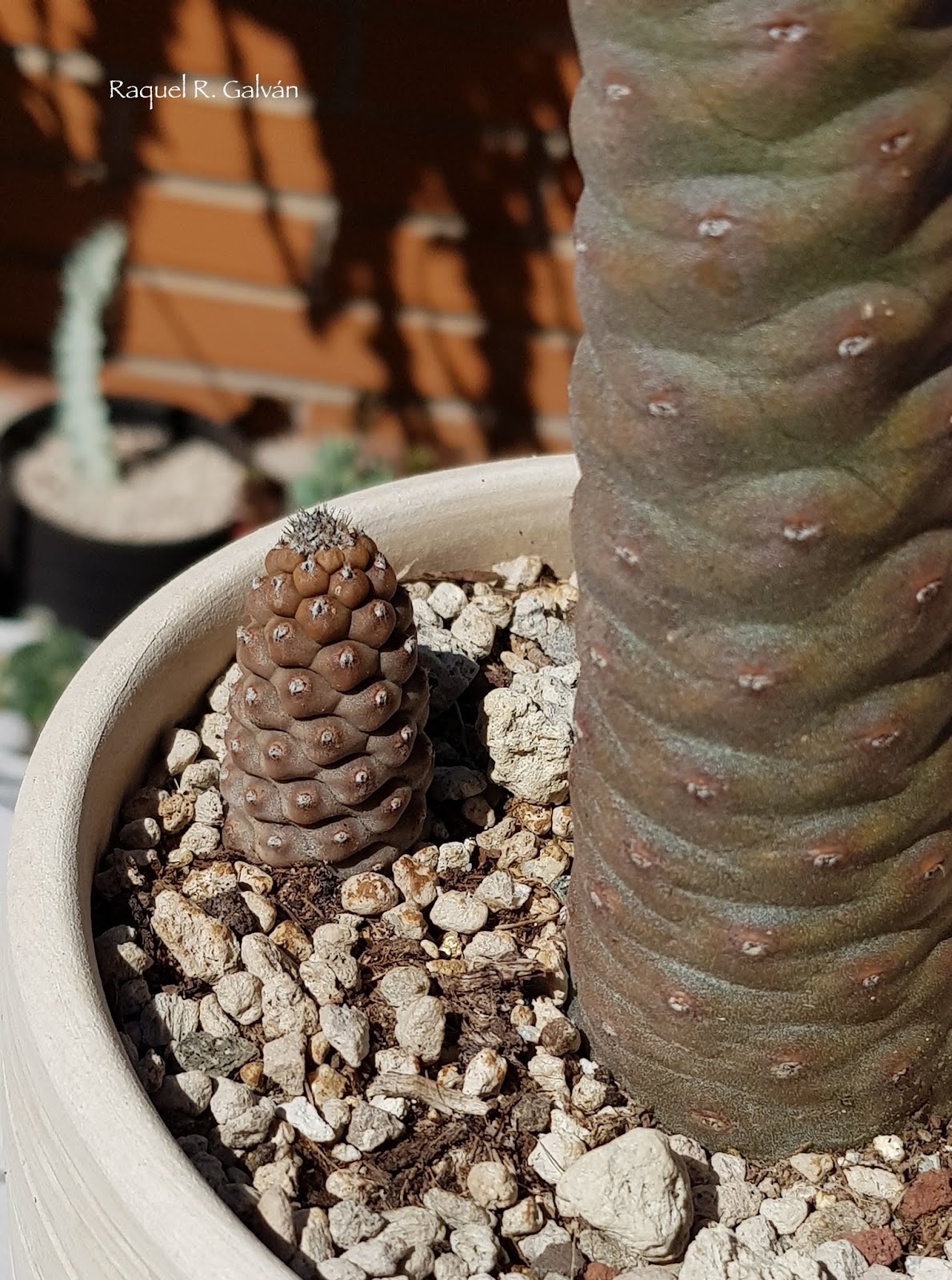 Tephrocactus%2Barticulatus%2Bv.%2Bdiadematus%2Bdetalle.jpg