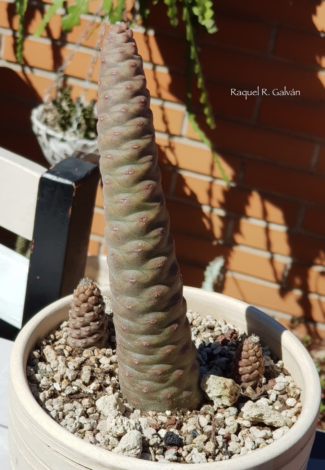 Tephrocactus%2Barticulatus%2Bv.%2Bdiadematus.jpg