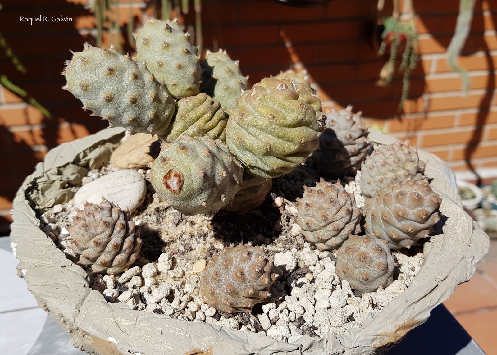 Tephrocactus%2Barticulatus%2Bv.%2Binermis%2B0.jpg