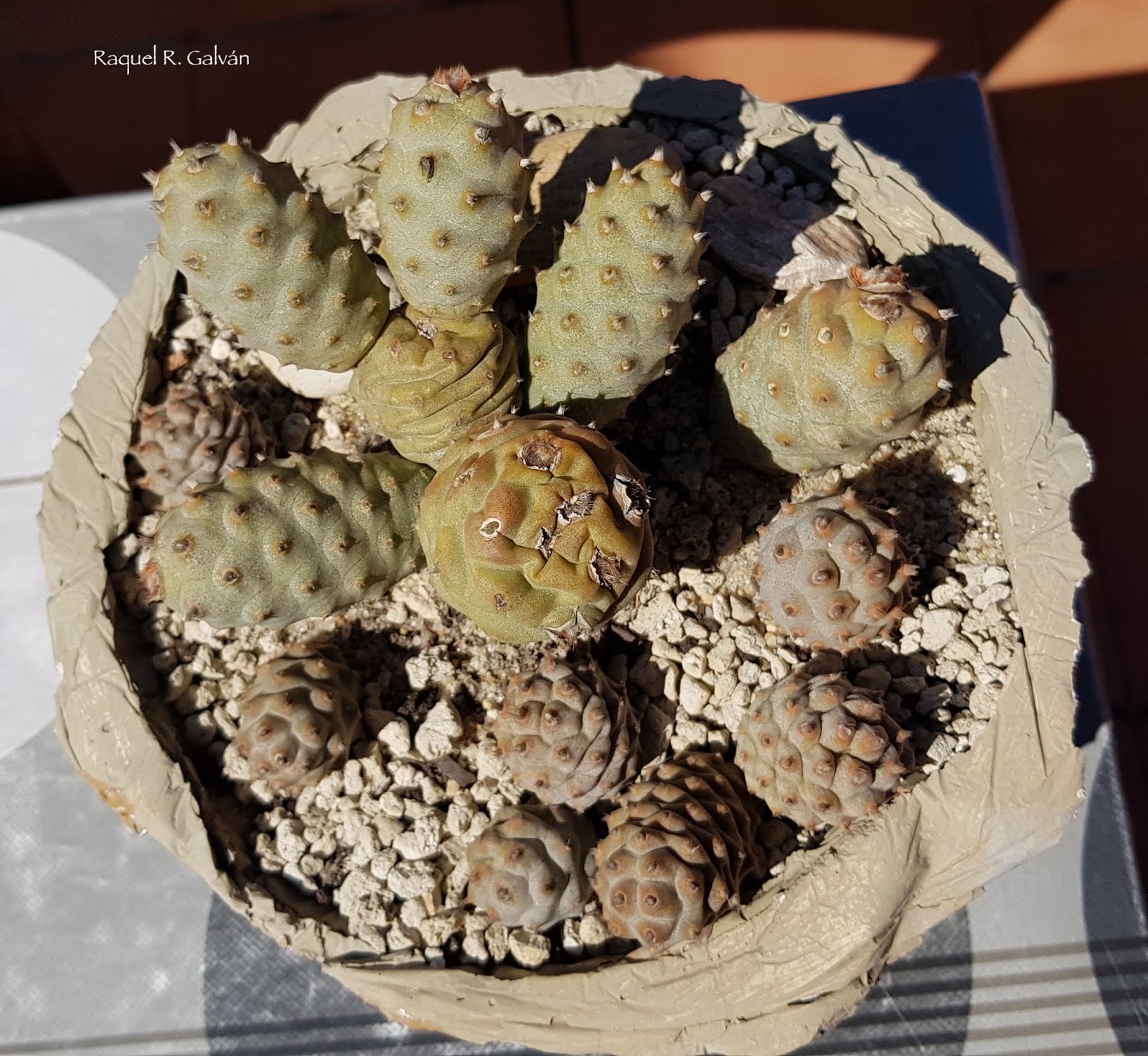 Tephrocactus%2Barticulatus%2Bv.%2Binermis%2Bcenital.jpg