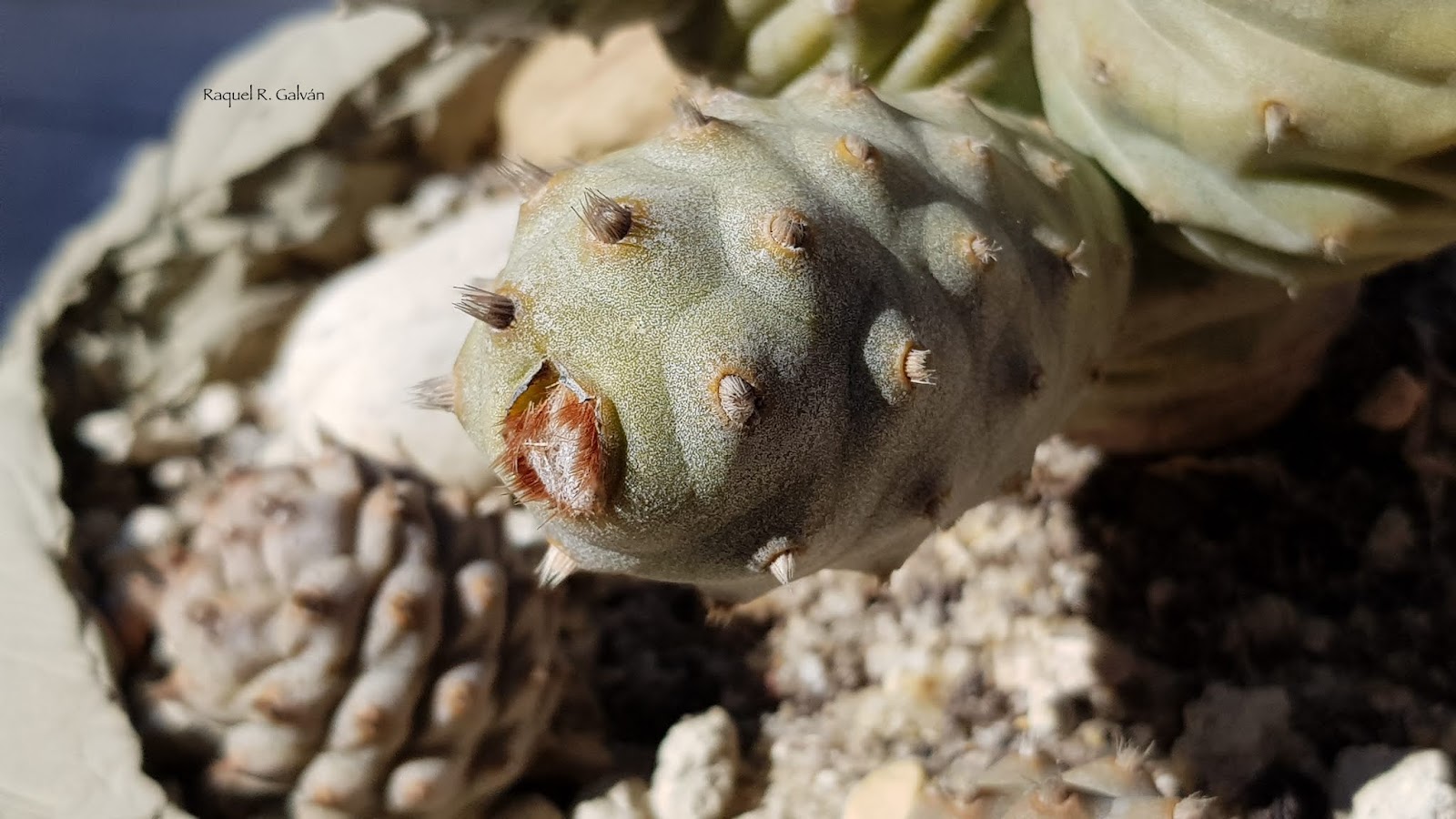 Tephrocactus%2Barticulatus%2Bv.%2Binermis%2Bdetalle.jpg