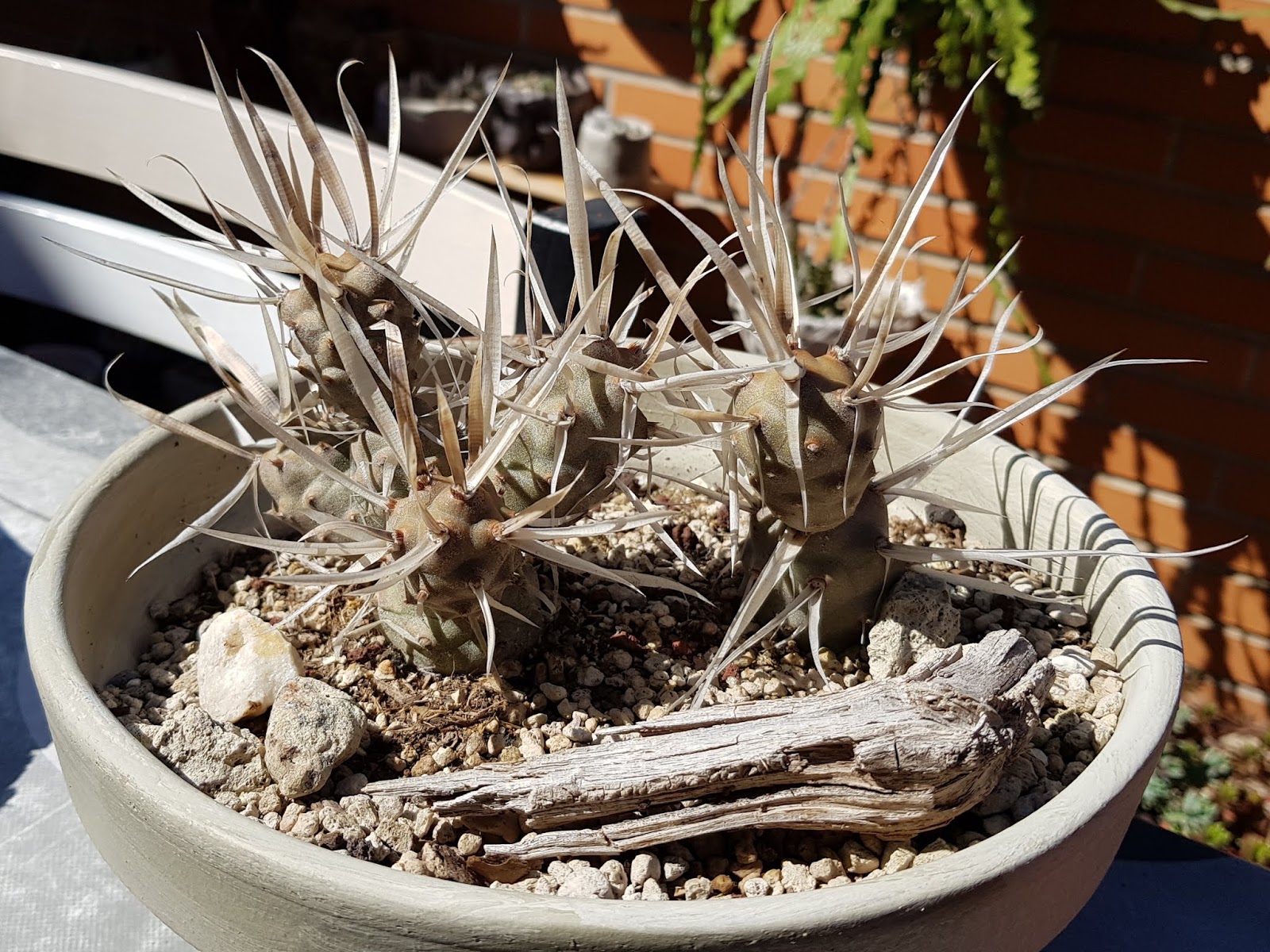 Tephrocactus%2Barticulatus%2Bv.%2Bpapyracanthus.jpg