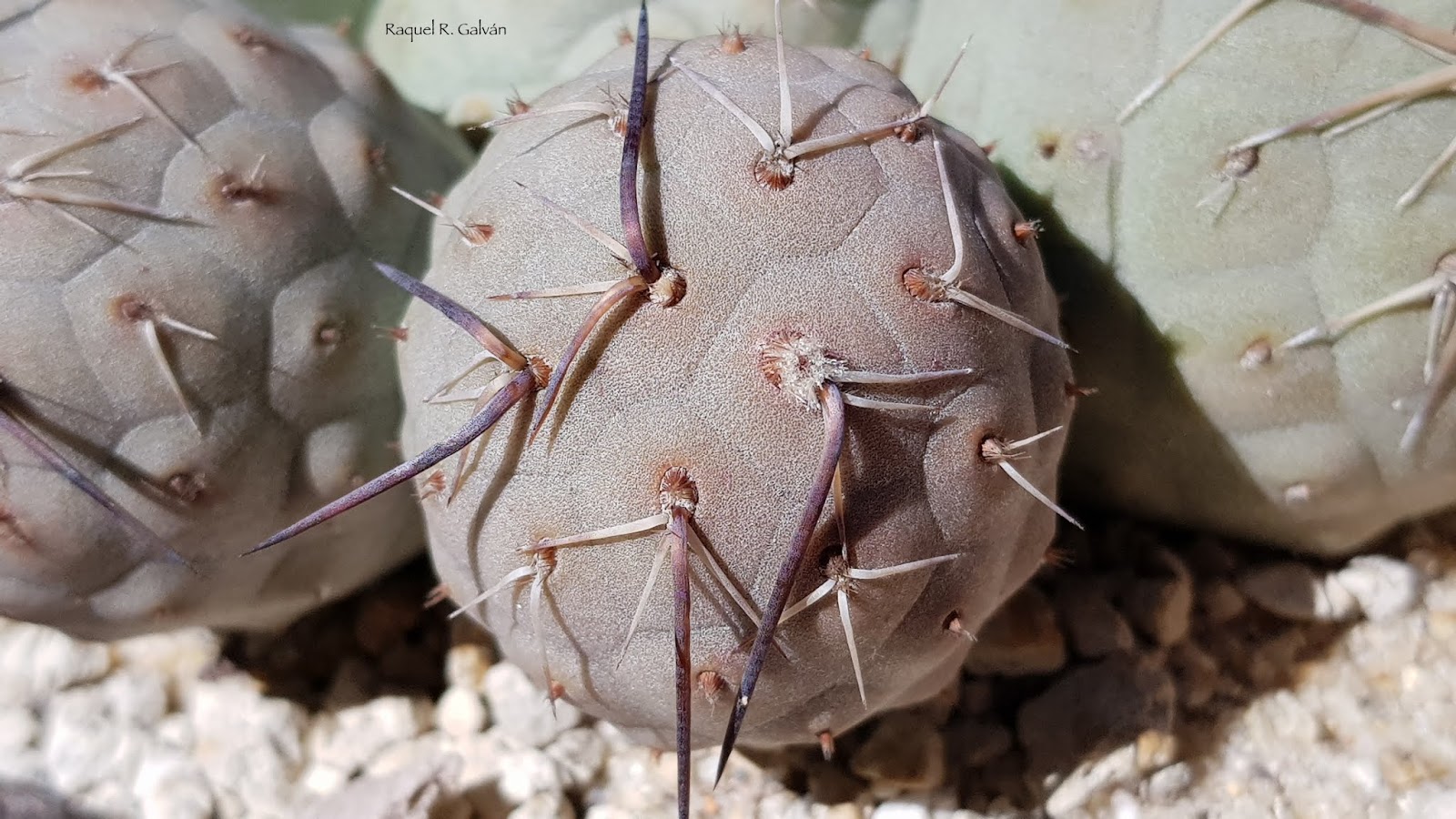 Tephrocactus%2Bgeometricus%2Bdetalle.jpg