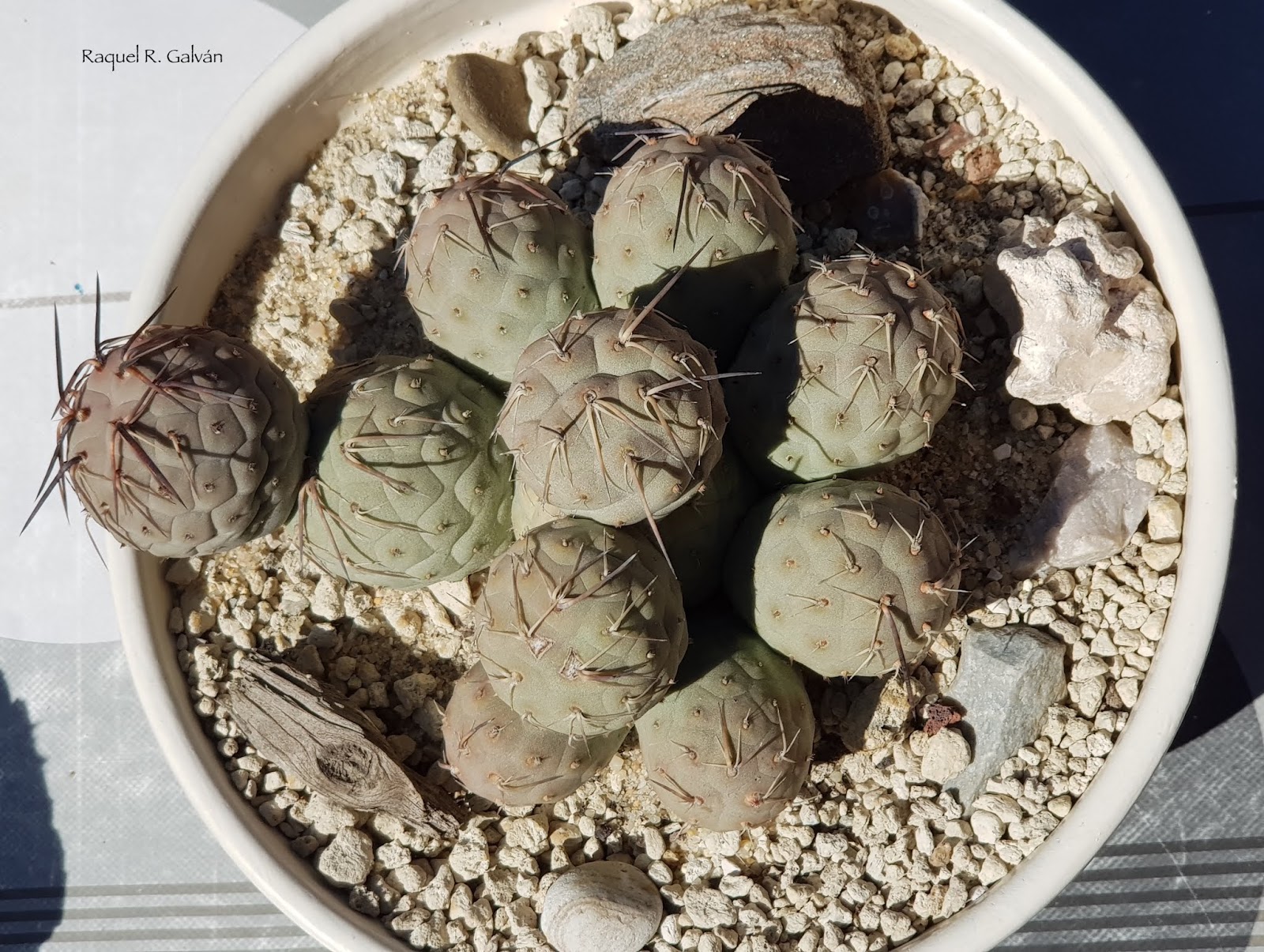 Tephrocactus%2Bgeometricus.jpg