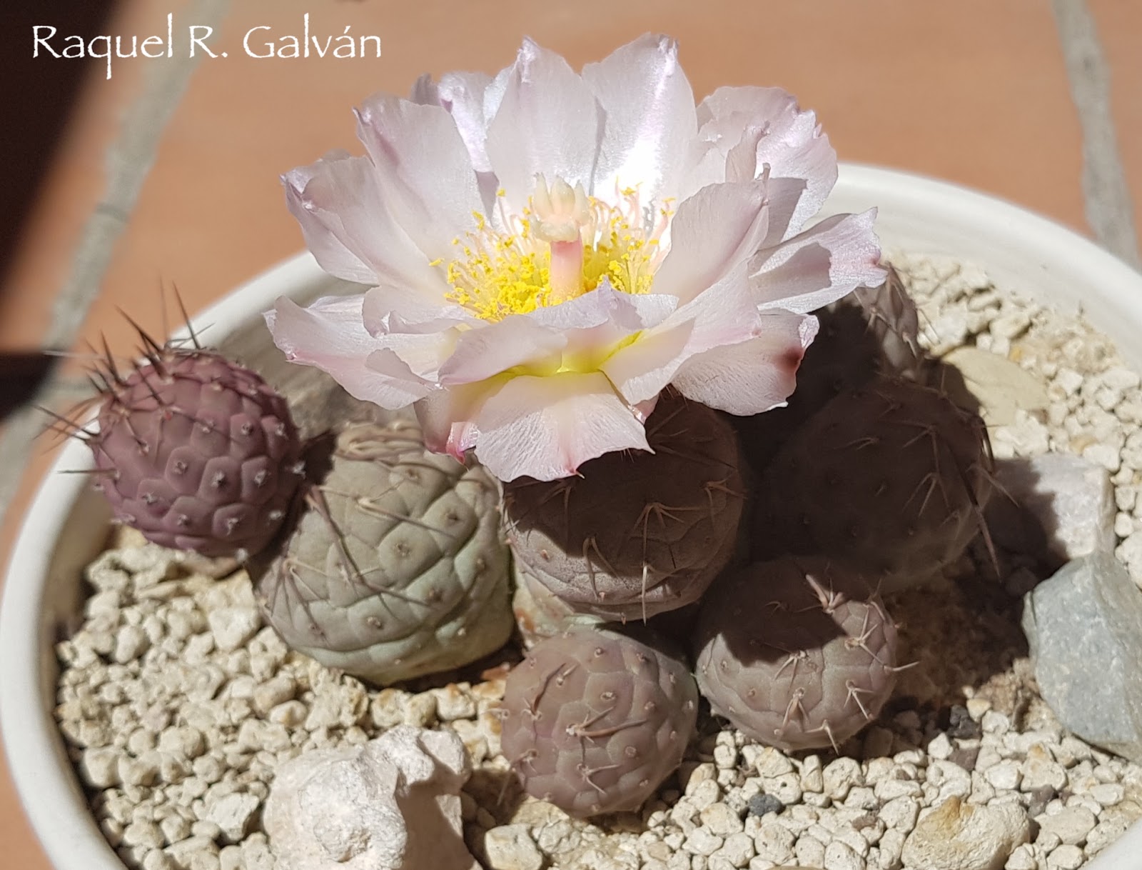 Tephrocactus%2Bgeometricus1.jpg