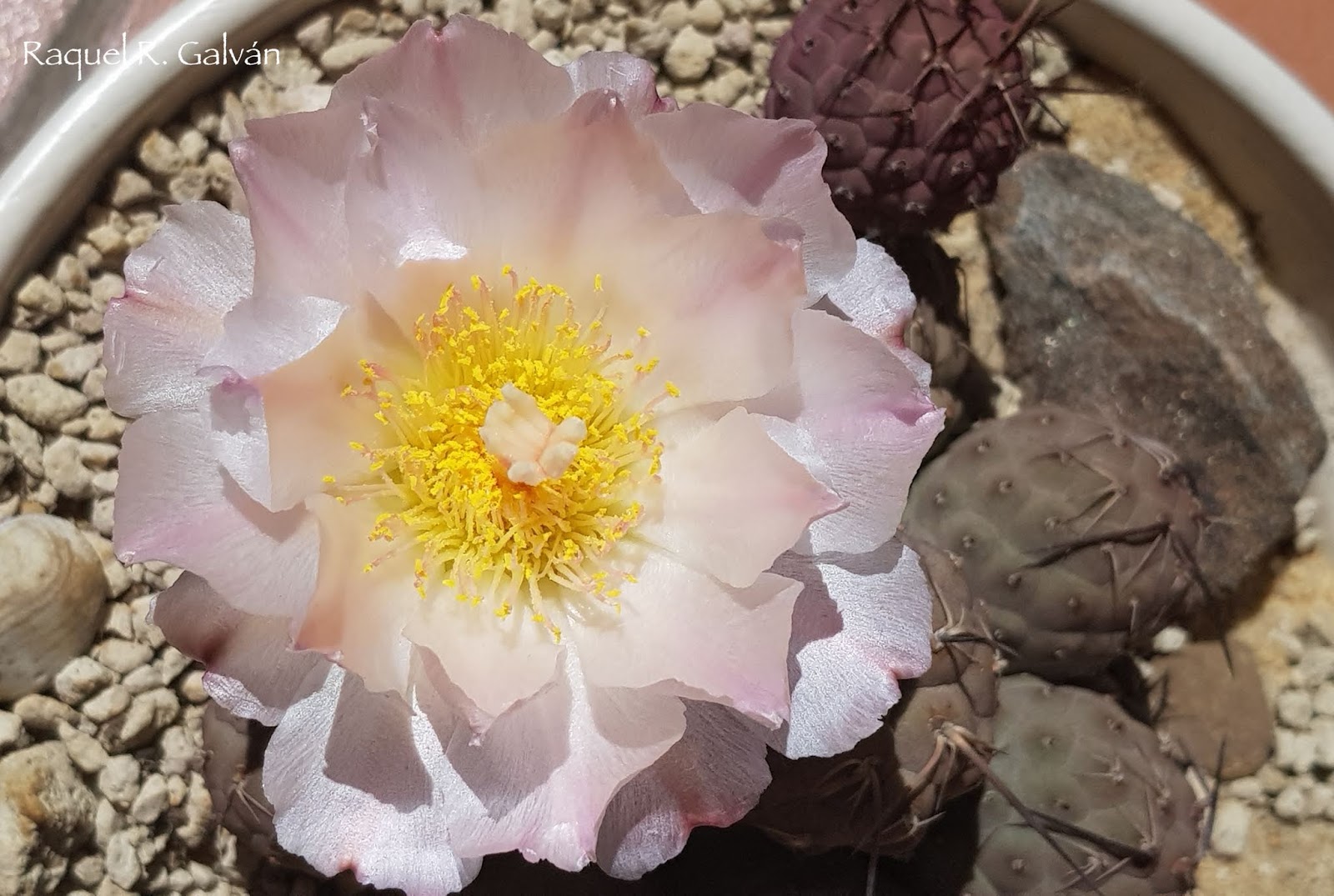 Tephrocactus%2Bgeometricus2.jpg