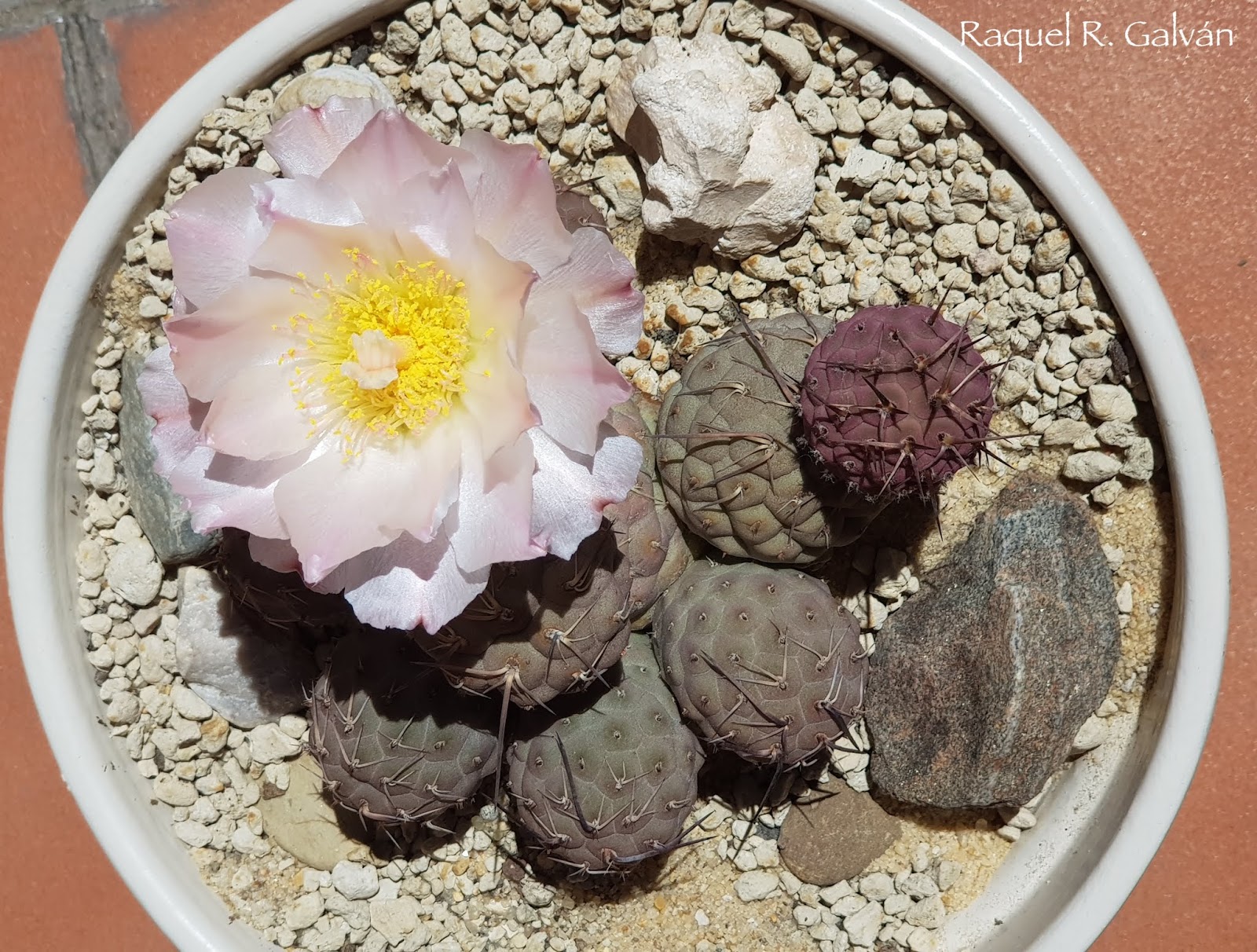 Tephrocactus%2Bgeometricus4.jpg